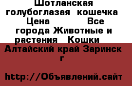 Шотланская голубоглазая  кошечка › Цена ­ 5 000 - Все города Животные и растения » Кошки   . Алтайский край,Заринск г.